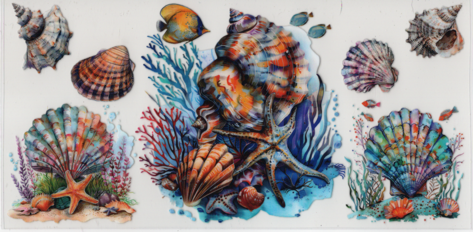Shells With Starfish