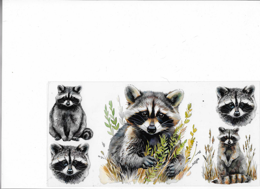 Raccoon