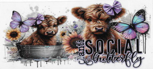 Anti-Social Butterfly Cow