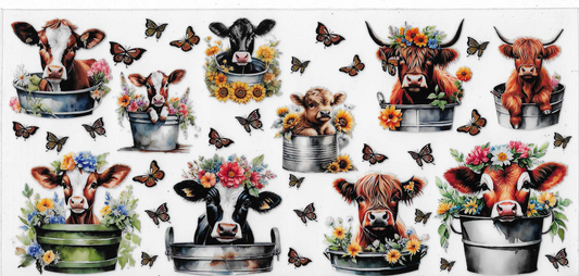 Cow In Buckets