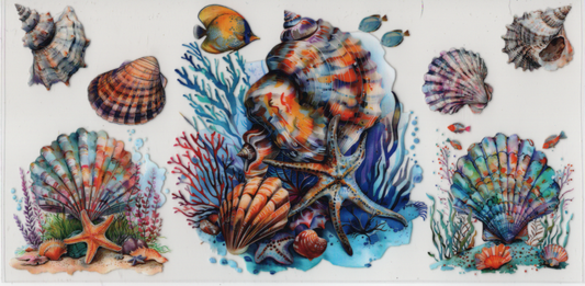 Shells With Starfish